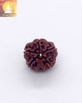 Rudraksha Beads